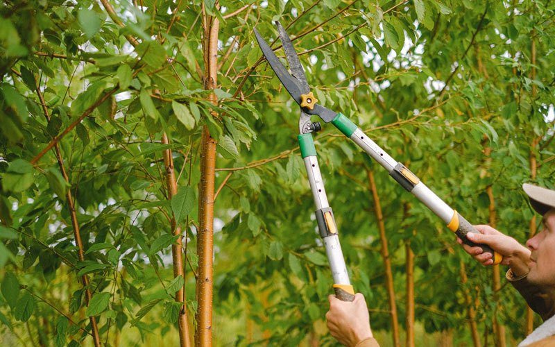 Tree trimming in Ionia, IA